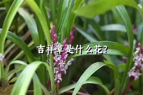 吉祥 花 吉子种植